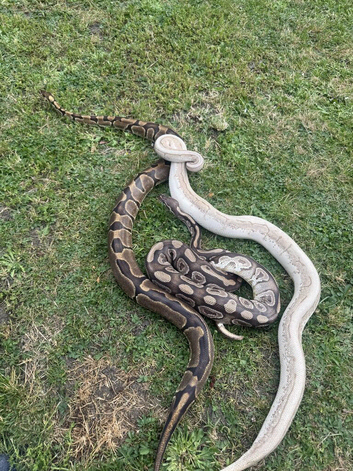 pair of royal pythons