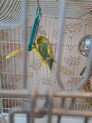 Budgie and cage with stand for sale