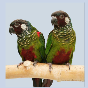 Proven breeding Pair of Emma&rsquo;s