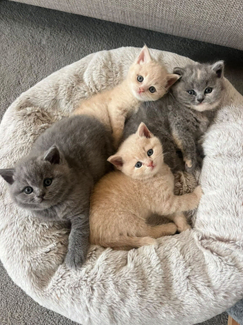 British shorthaired kittens