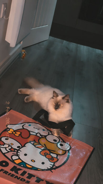 Kitten
