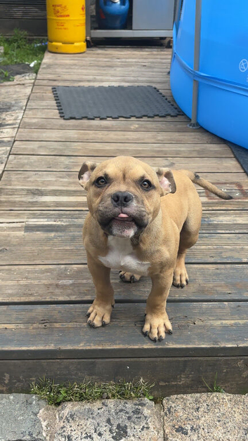 Stunning 6months old American pocket bully