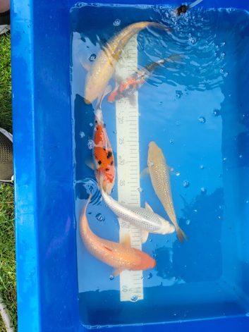 Japanese Koi Selection Mix