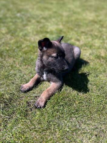 2 Mali x Shepherd Boy Pups. Ready to leave 3rd May.