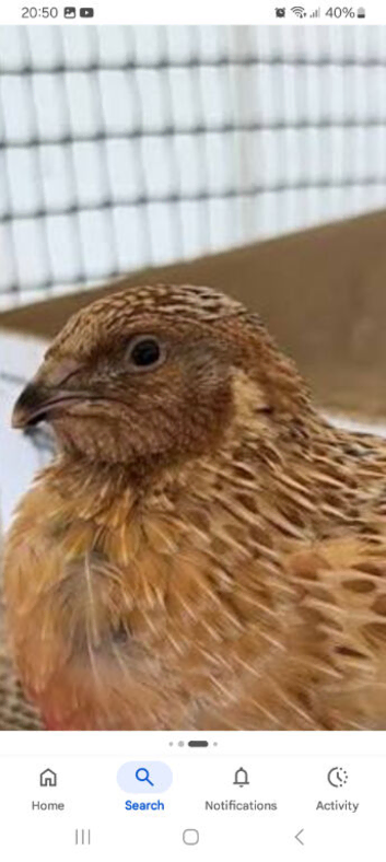 Male Quails for sale