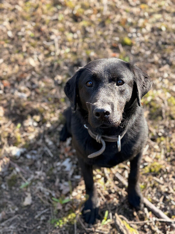 RKC Labrador retriever