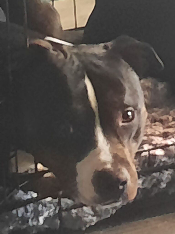 Loving 5 year old male staffy