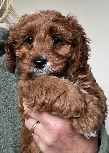 Cavapoo girl puppy