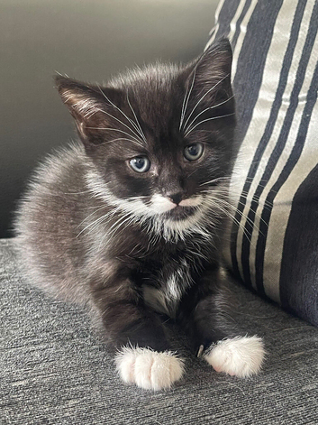 2 female British short haired x Scottish folds