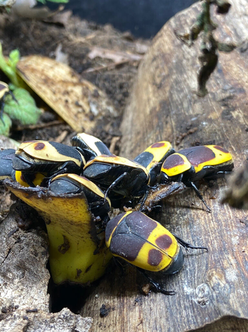 SUN BEETLES native of Western Africa.