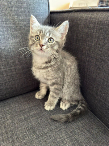 Cute kittens going fast