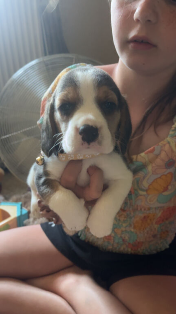 Full show type beagles