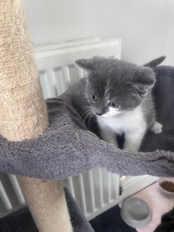 Little girl ready for new home