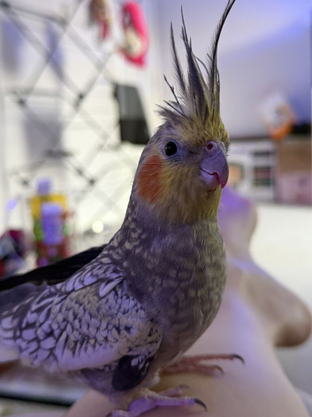 Rio 2 years old