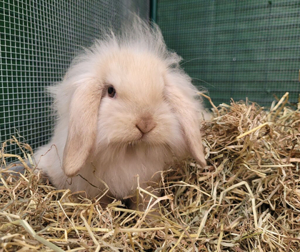Adorable Male Mini Lion Lop - READY NOW