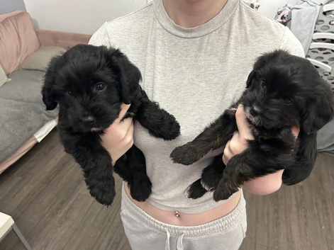 Two beautiful puppies