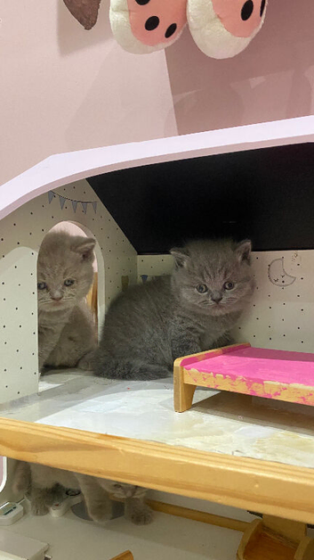 BSH pedigree kittens Champ bloodline