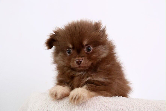 Chocolate & Tan fluffy boy