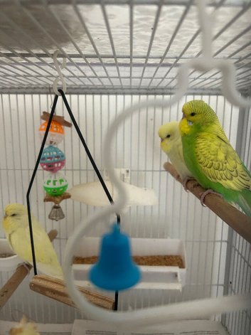 Baby budgies ready for their new home. Male and female