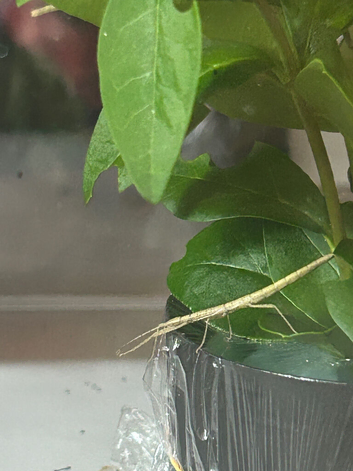 Indian stick insects