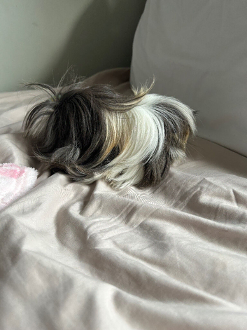 Neutered 14 week old pure peurvian baby piggy Von Dutch
