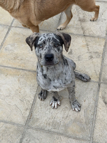 Merle female cane Corso 7Months