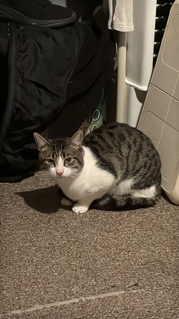 Rescue cat for adoption.