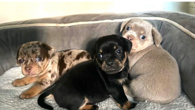 Dachshund x pug