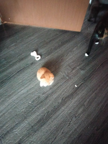 Kitten