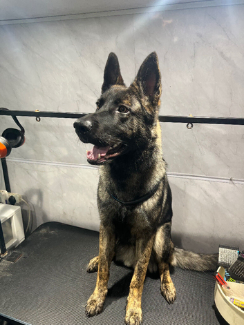 German shepherd l