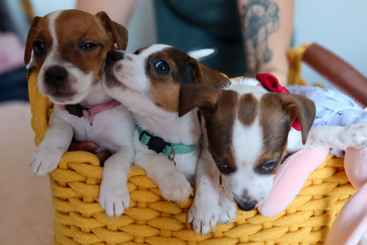 Jack Russel Terier