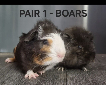 BEAUTIFUL MALE GUINEA PIGS