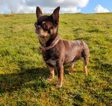 Stunning kc chocolate stud dog