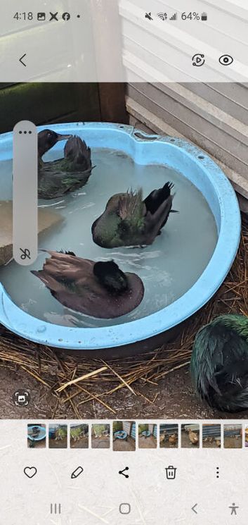 2 pair east indies ducks