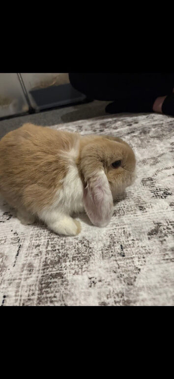 male mini lop