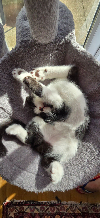 Kittens