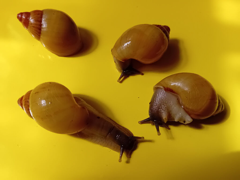ZANZIBAR GIANT AFRICAN LAND SNAILS