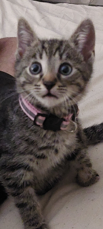 3/4 bengal kittens