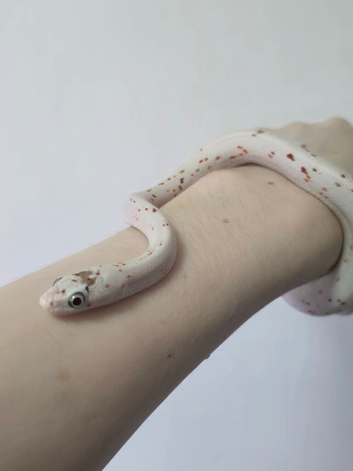 Palmetto corn snake