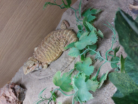 For sale 2 Yr old female