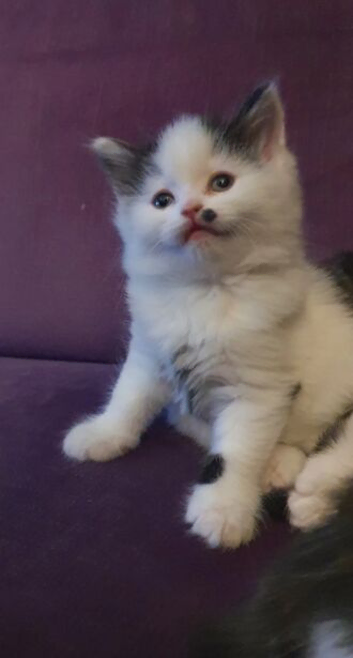 Adorable Persian Cross Kittens