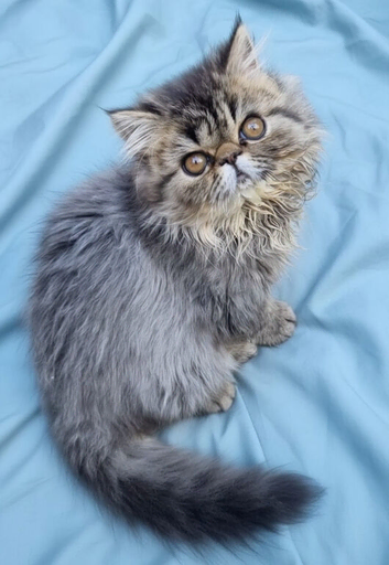 Reduced GCCF registered persian kitten