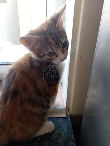 2 kittens for sale