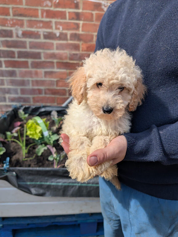 Beautiful toy poodle pedigree puppies for sale