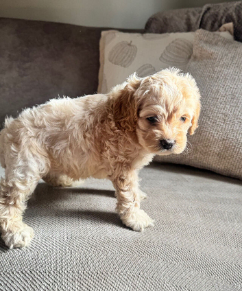 Stunning American cockapoo babies available.