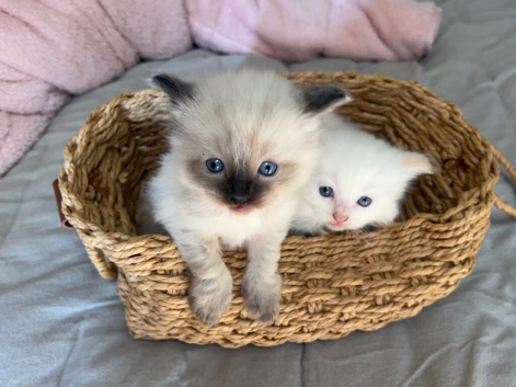 Pedigree Ragdoll 2 Boys Red Cream & Seal Point