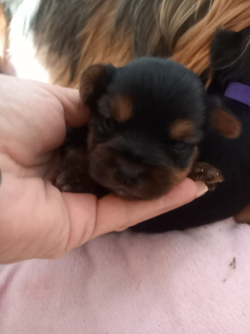Toy/miniature Yorkshire terrier puppies