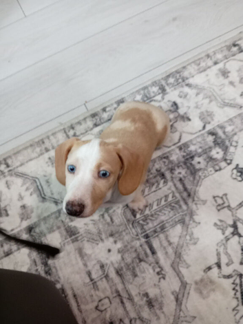 Dashound puppy