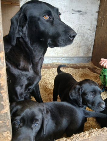 Chunky labrador pups