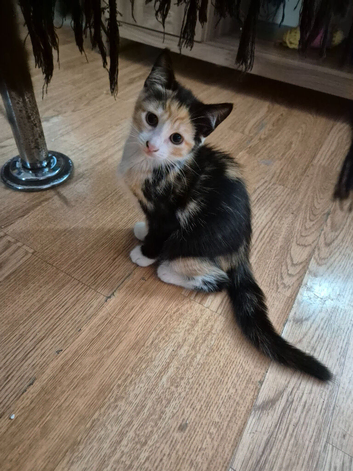 Exquisite Maincoon x Siamese Babies Ready for Loving homes